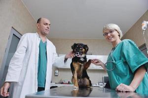 veterinario y asistente en una clínica de animales pequeños foto