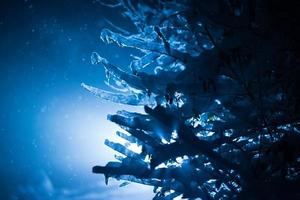 tree covered with fresh snow at winter night photo