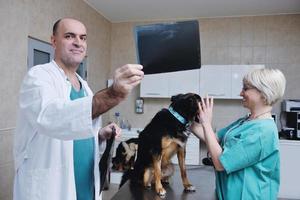 veterinario y asistente en una clínica de animales pequeños foto