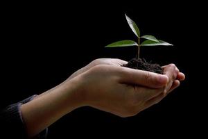 dos manos sosteniendo y cuidando un árbol joven de plantas verdes, salva el concepto del mundo foto