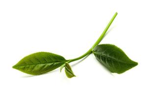 Green tea leaf isolated on white background, Fresh tea leaves on a white background photo