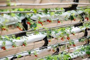 Organic hydroponic Strawberry in The Modern Big Greenhouse photo