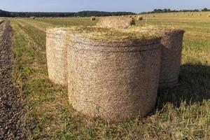 un campo con cereales en el verano foto