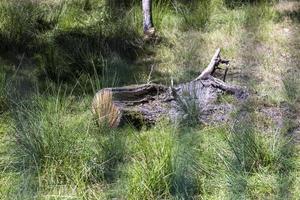 Rotting tree trunk behind the fence in the park photo