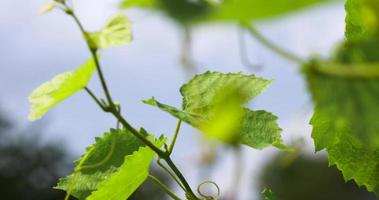 green foliage of grapes in summer in vineyards photo