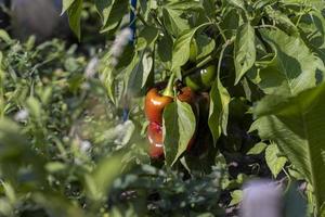 growing a new crop of peppers in rural areas photo