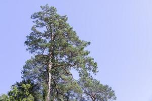 Different trees growing together in the forest photo