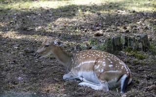 Deer resting in hot weather photo