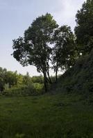 Different trees growing together in the forest photo