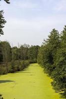 Swampy terrain with plants in summer photo