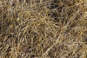 A field with cereals in the summer photo