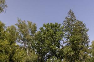 Forest with different trees in summer photo