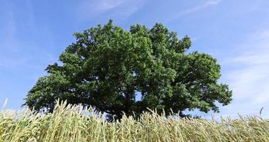 One oak with green foliage in a field with yellow wheat photo