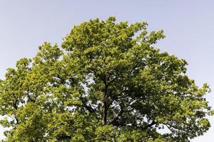 Forest with different trees in summer photo