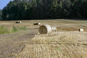 un campo con cereales en el verano foto