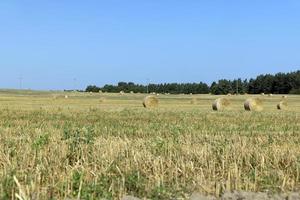 un campo con cereales en el verano foto