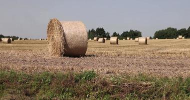 Agricultural field with harvested wheat photo