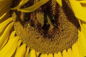 Beautiful blooming yellow sunflowers in the summer photo