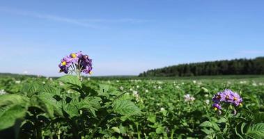 campo de patatas con arbustos verdes de patatas florecientes foto