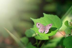 enfoque suave y mariposa borrosa sentada en la hoja verde foto