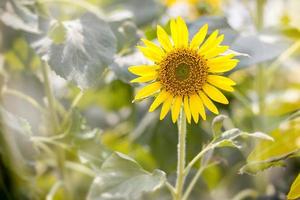 Sunflowers raising to the sblue sky photo