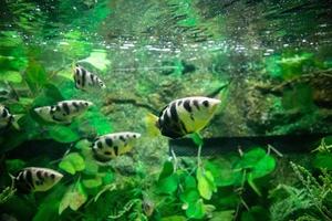 Archer fish in aquarium photo