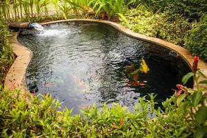 colorful fancy carps koi fish in garden pond photo