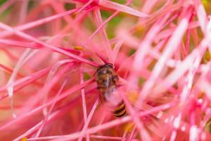 bee and pink flowers close up photo