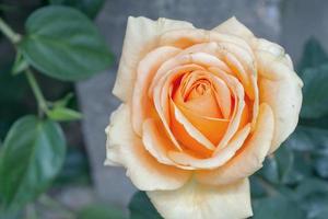 hermosas rosas naturales frescas en el jardín de flores foto