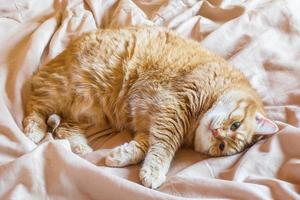 Red cat lying on a blanket. Close up photo