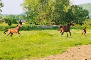 Horses in field photo