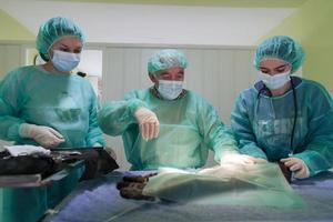 cirugía abdominal real en un gato en un hospital foto