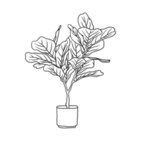 house plant illustration png