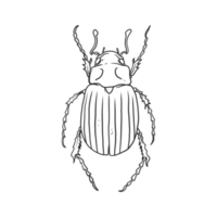 insetos de besouro e ilustração de bug png