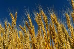 campo de trigo con cielo azul de fondo foto