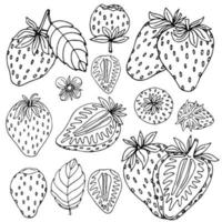 Hand drawn strawberry with leaves and flowers set. Outline black and white vector illustration. Doodle plants and sweet berries isolated on white background