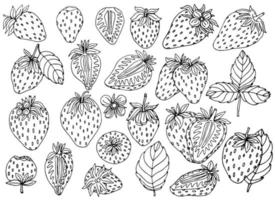 Hand drawn strawberry with leaves and flowers set. Outline black and white vector illustration. Doodle plants and sweet berries isolated on white background