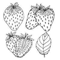 Hand drawn strawberry with leaves and flowers set. Outline black and white vector illustration. Doodle plants and sweet berries isolated on white background