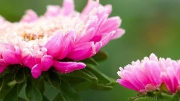 flor de aster rosa con escarcha en una mañana helada y nublada. video