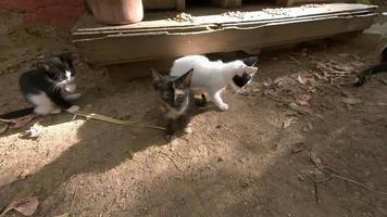 Cute and healthy stray kittens and their mother are playing in front of a cat house in a public park video