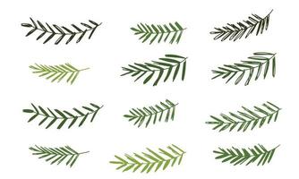 Set of spruce branch. Hand draw color vector illustration. Christmas elements