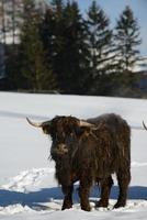 cow animal at winter photo