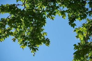 tree branches view photo