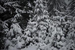 pino de hoja perenne de navidad cubierto de nieve fresca foto