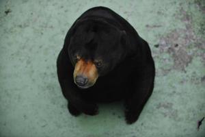 animales en zoológico foto