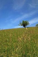 tree on meadow at sunny day photo