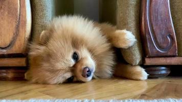 Pomeranian woke up early in the morning and lies on the floor to meet a new day video