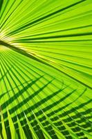 palm leaf background photo