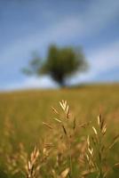 Meadow nature view photo