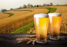 Two glass of beer with wheat on wooden table. Glasses of light beer with barley and the plantations background. photo